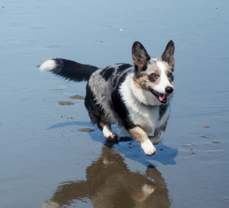 The Cardigan Welsh Club of America